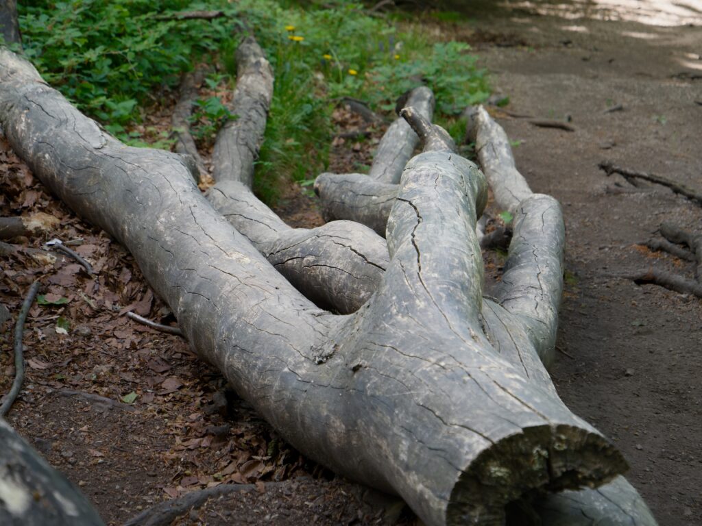 Sex in the forest (parafráze Sex on the beach)